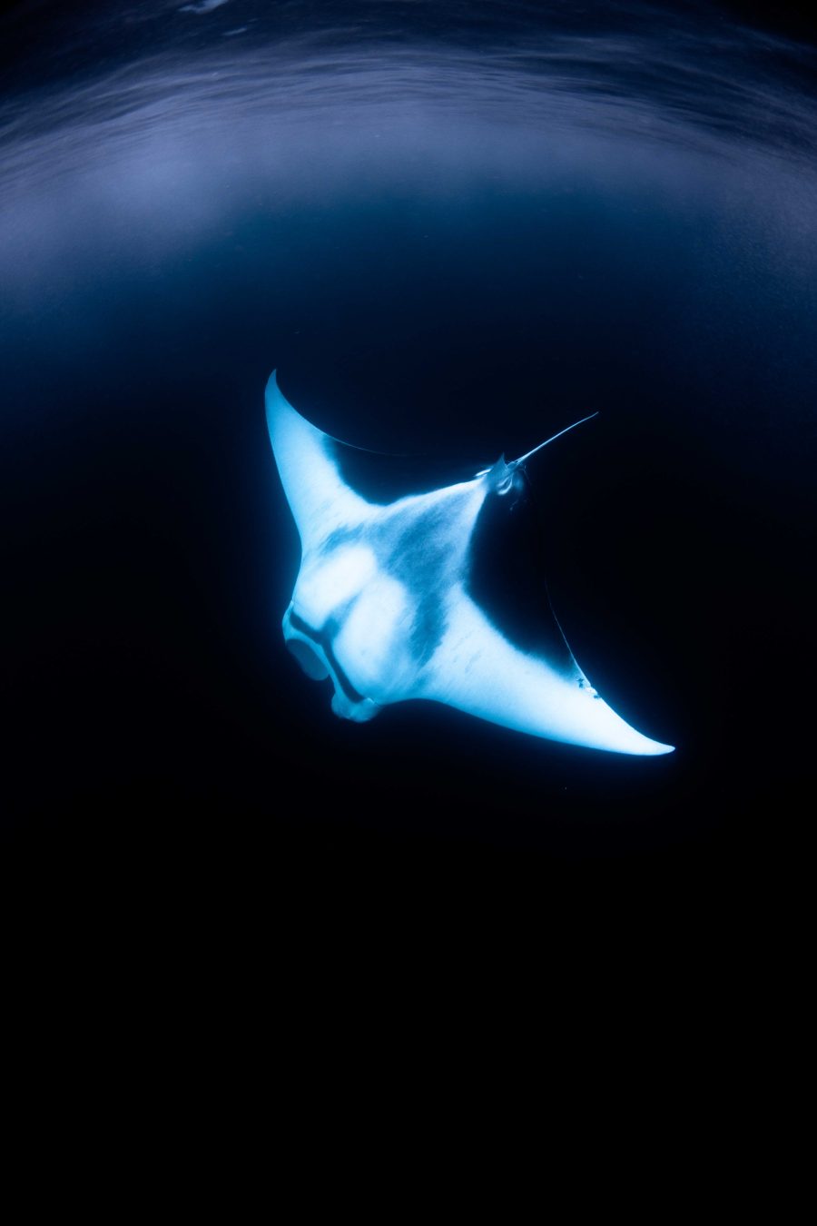 Melanism in the Ocean