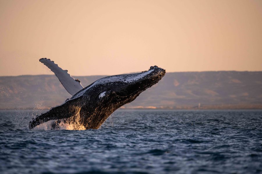 Sunset Breach