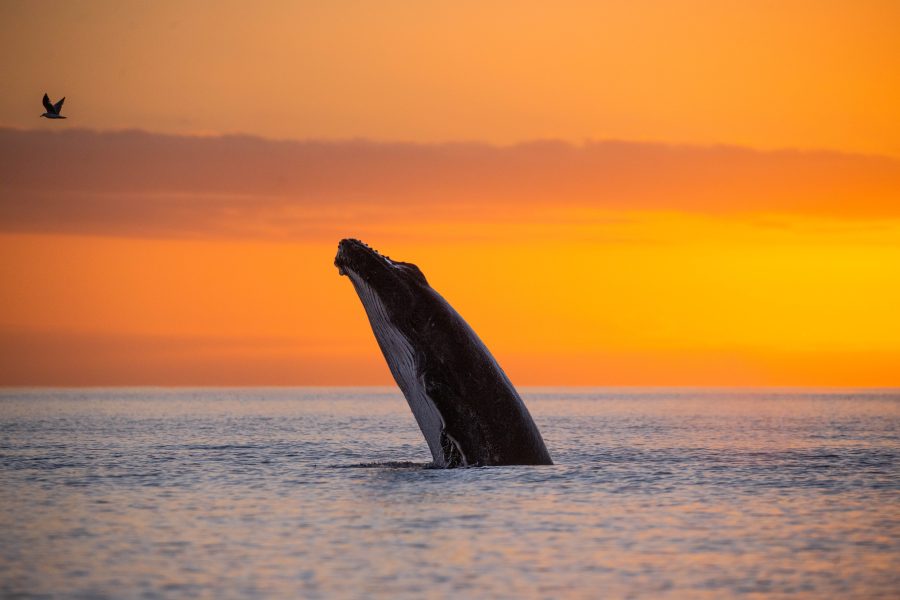 Sunrise Breach