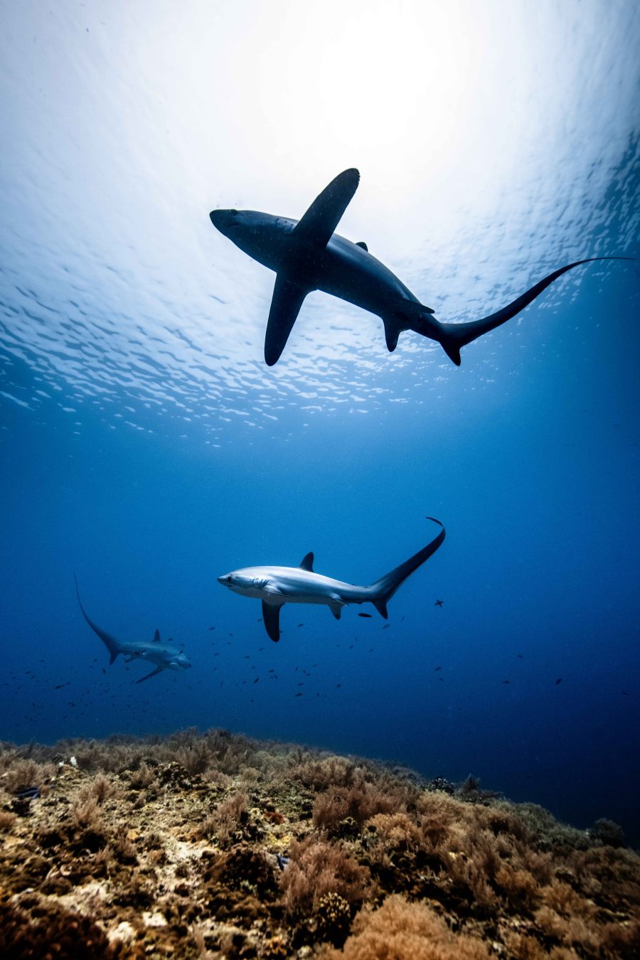 Thresher Shark Spa