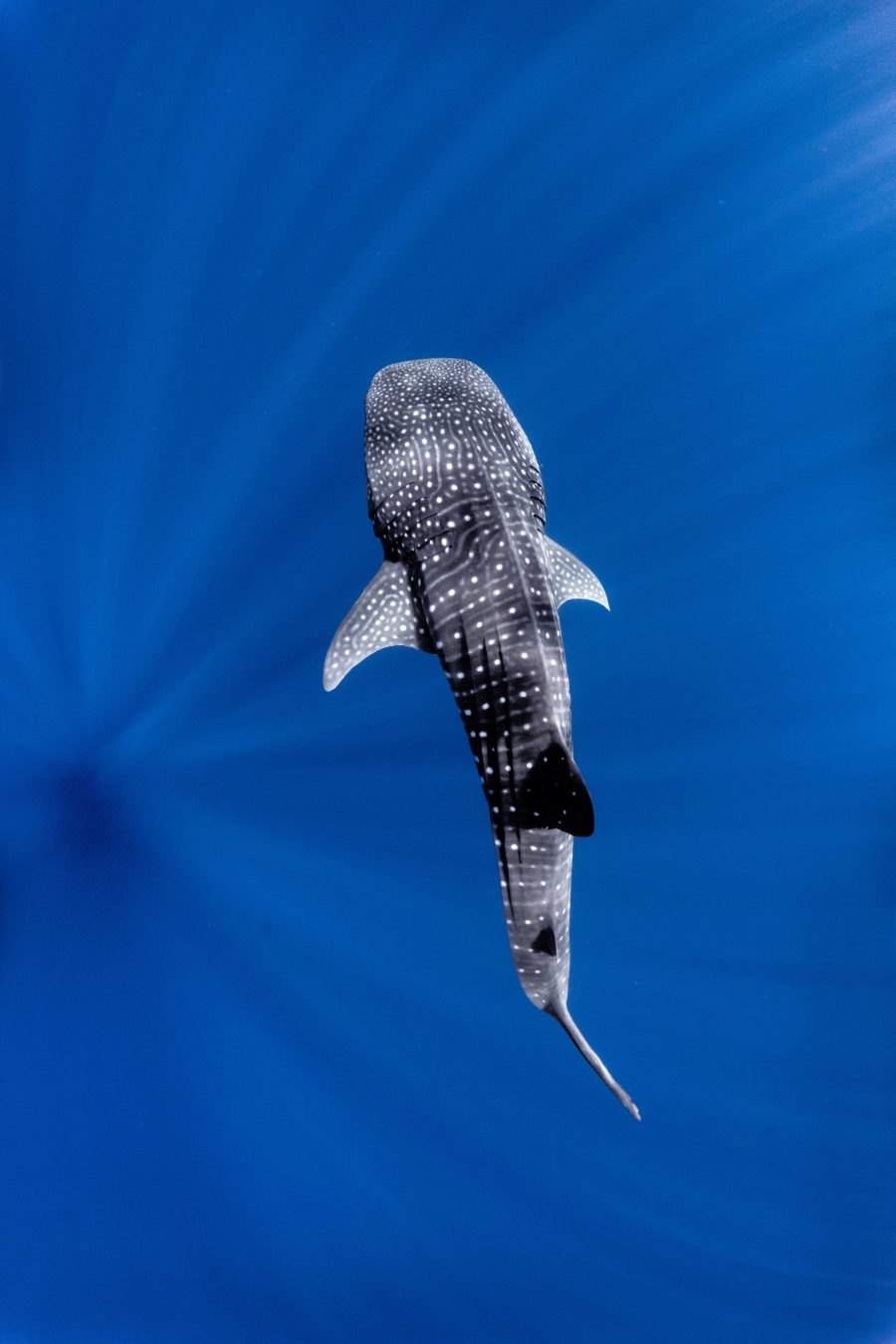 Ocean Giant