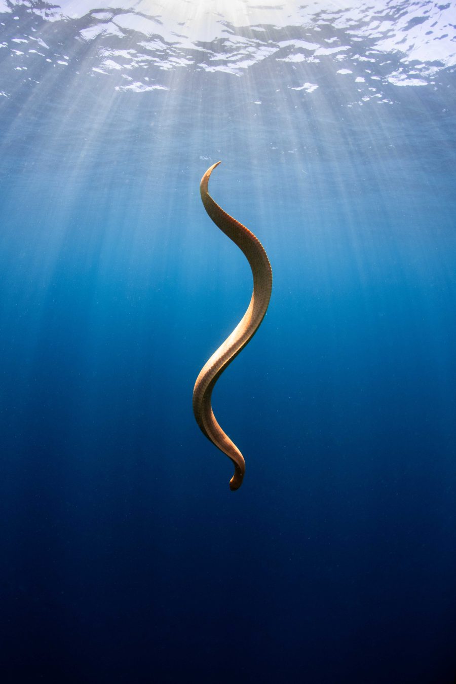 Sliding into Shadows