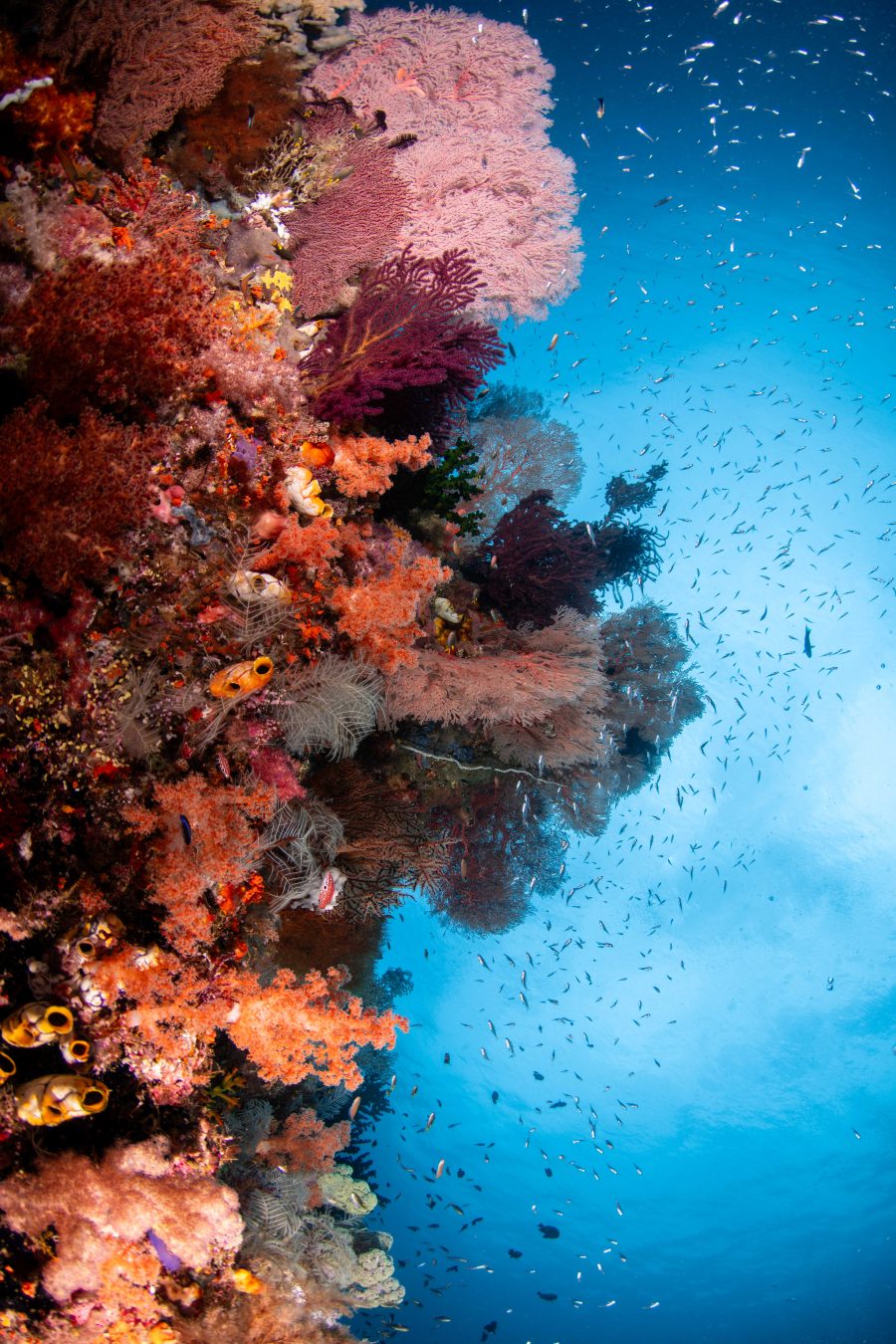 Colours