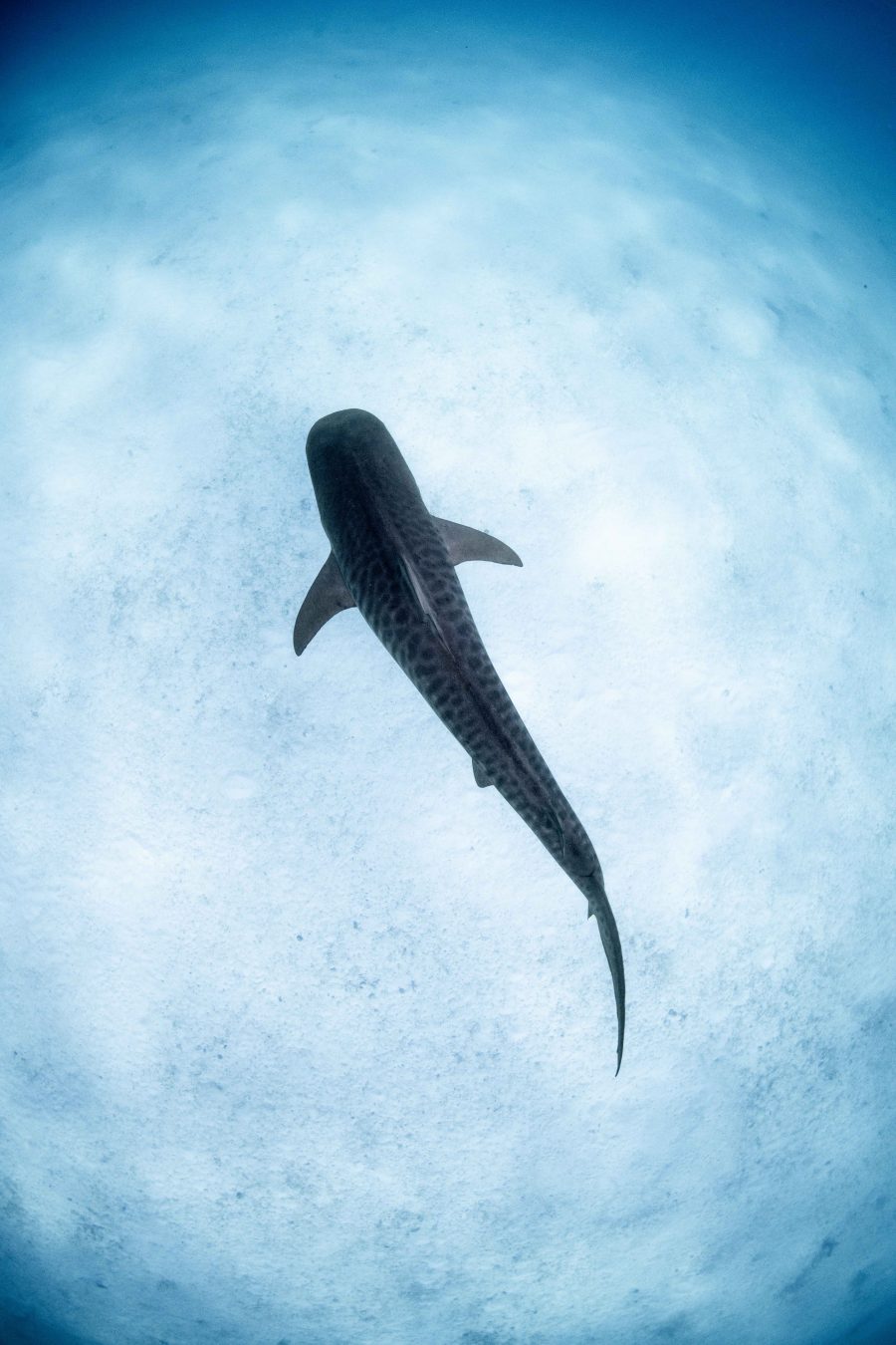 Predator in Paradise