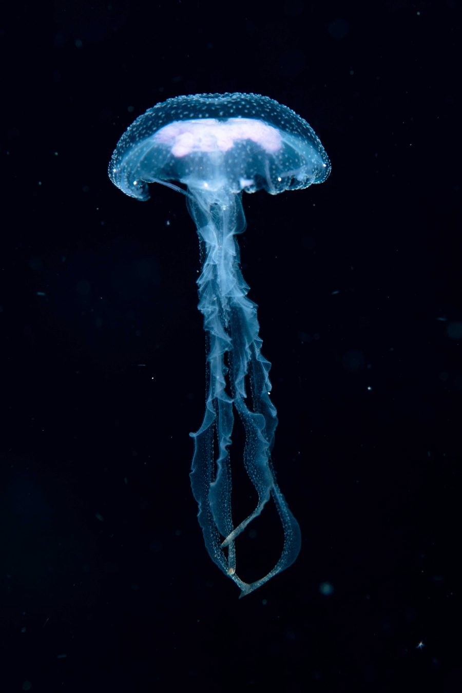 Scary Jelly