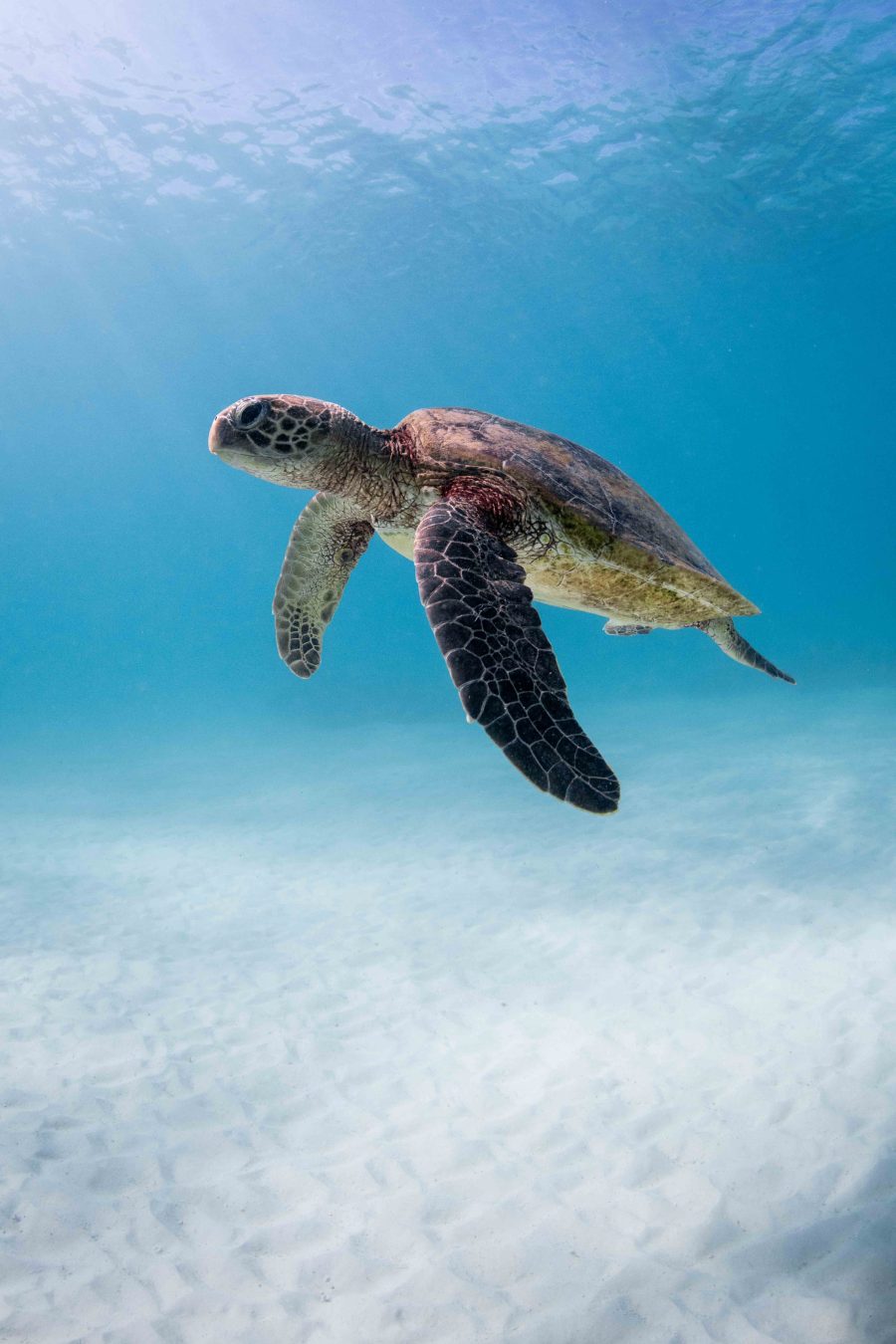 Green Sea Turtle in Paradise