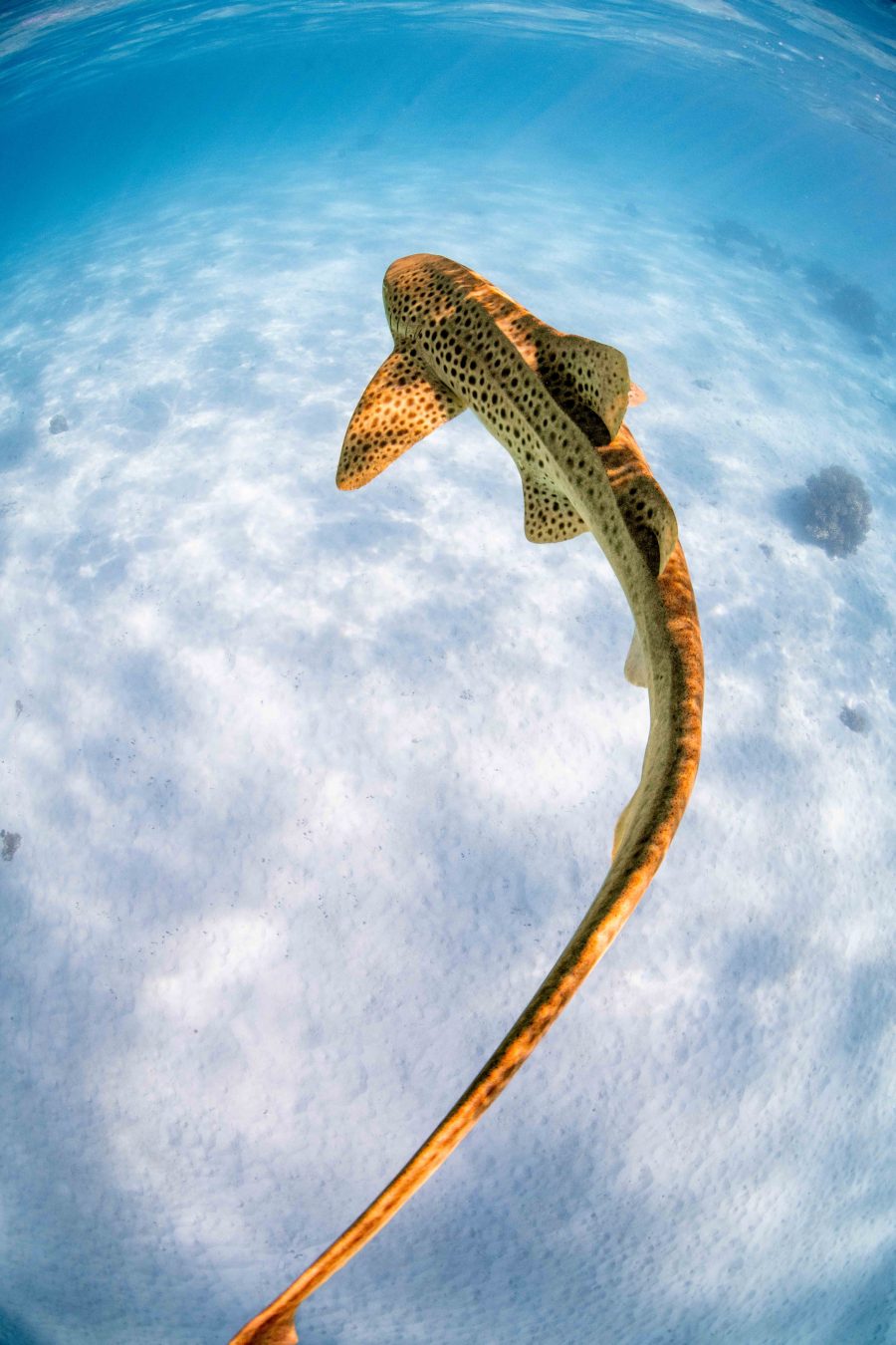 Elegance in the Water