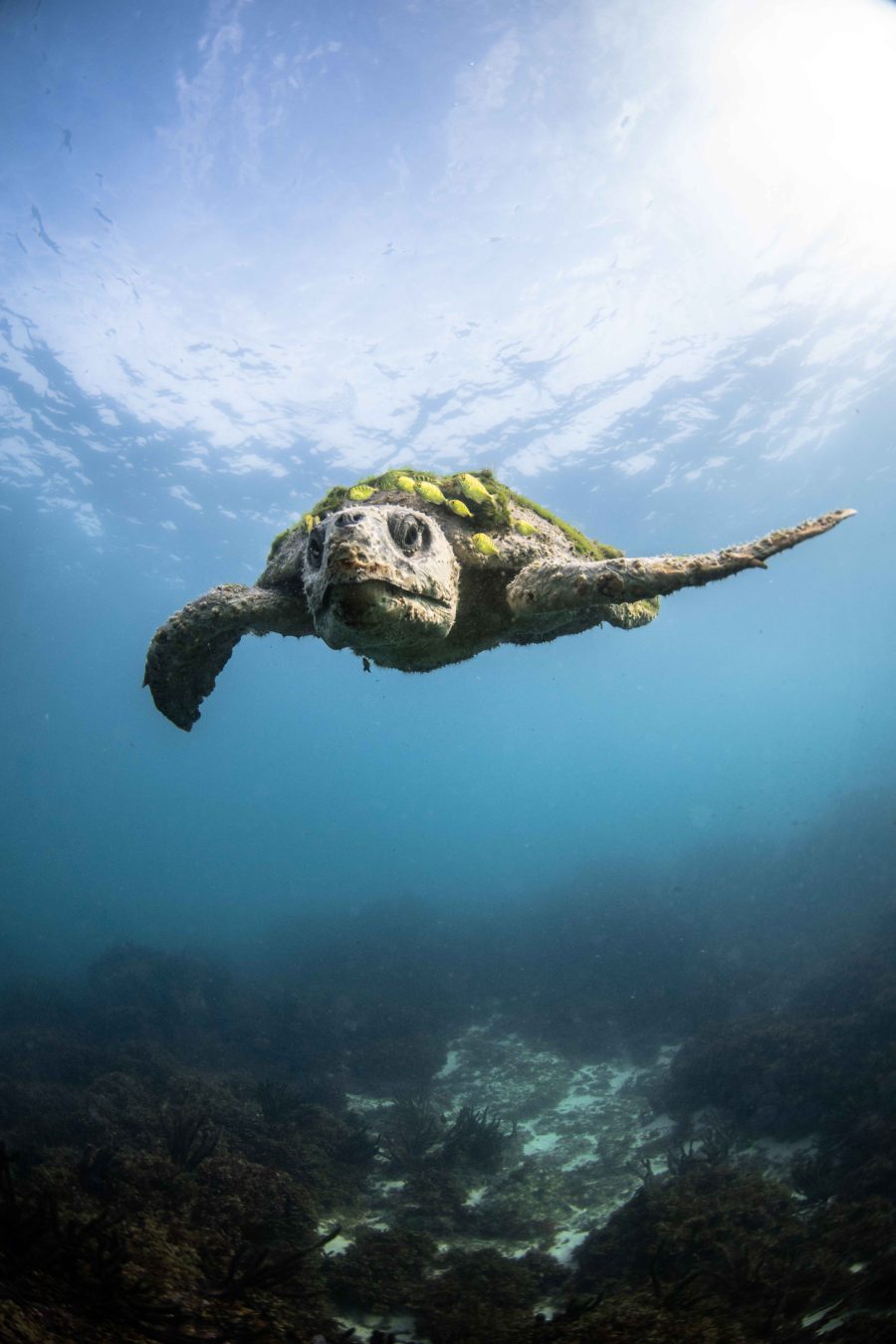 The Ancient Loggerhead