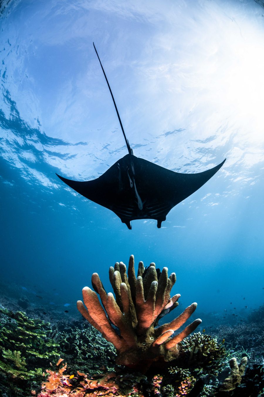 The Coral and the Manta