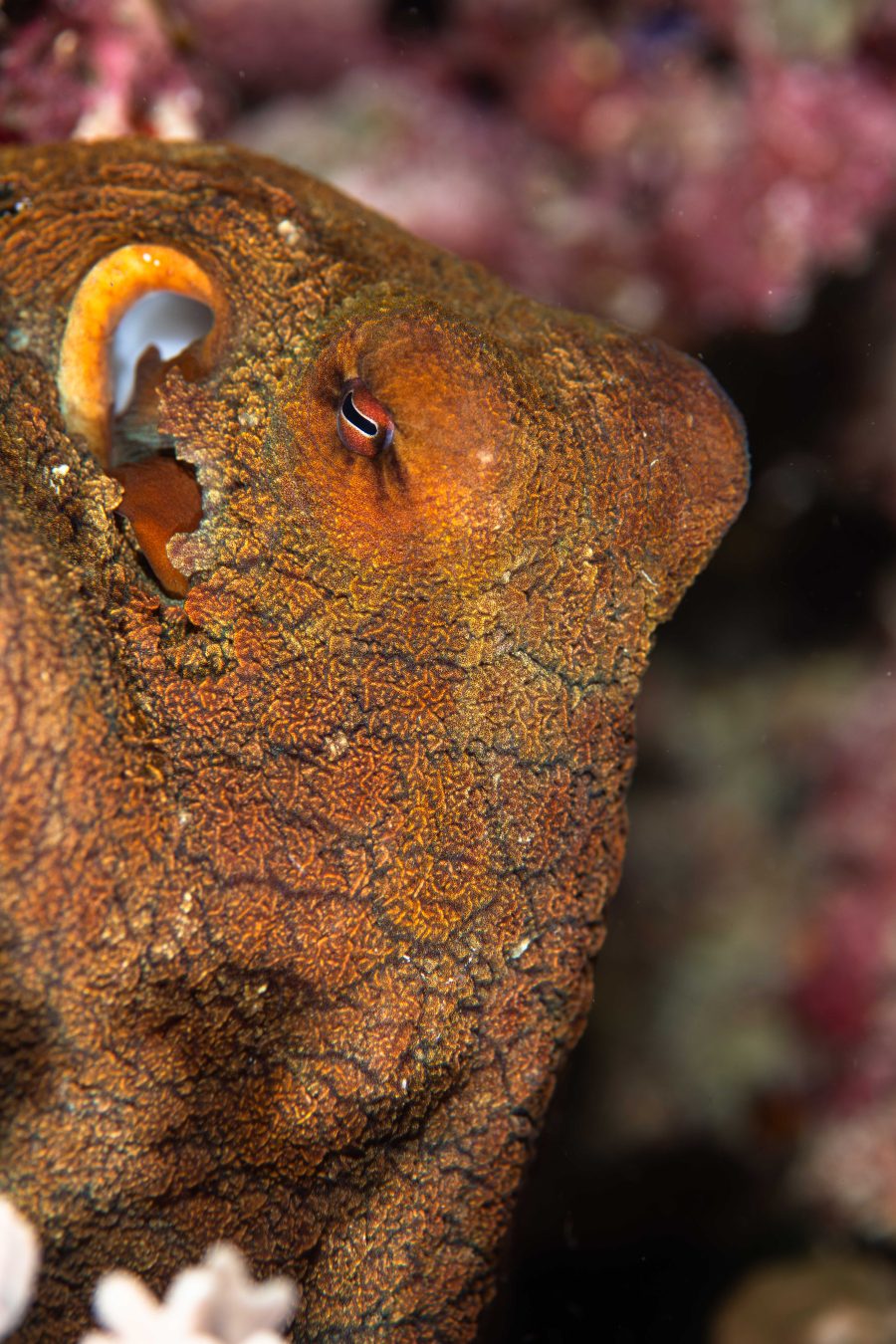 Three Heart Cephalopod