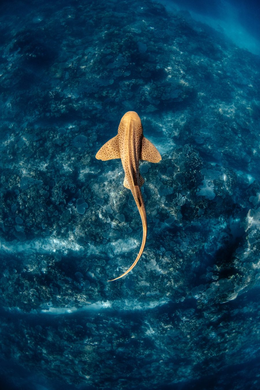 Lexi the Leopard Shark