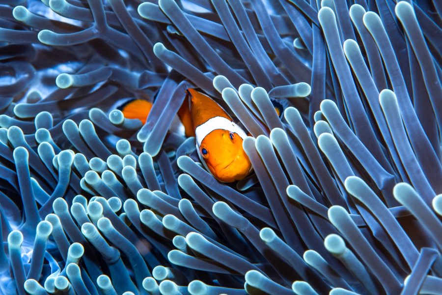 Nemo