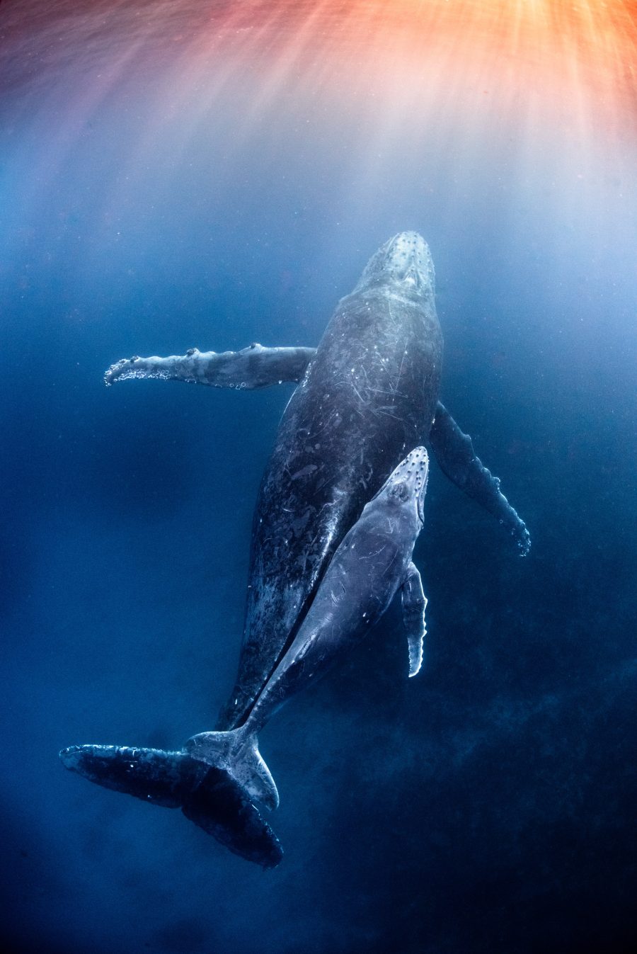 A Mother's Love