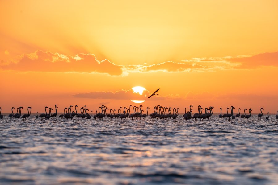 Sunset Reunion