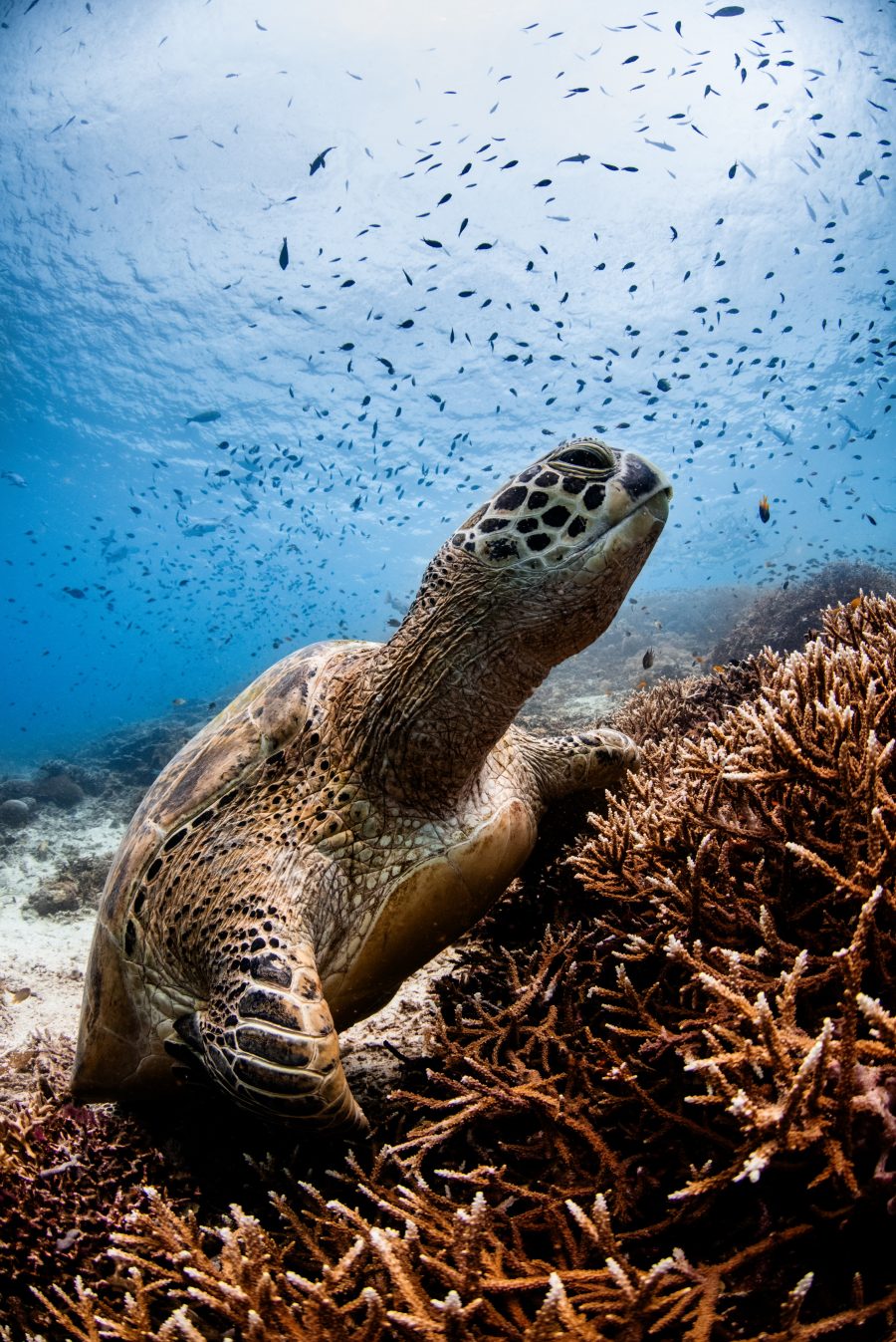 Under a Colourful Reef