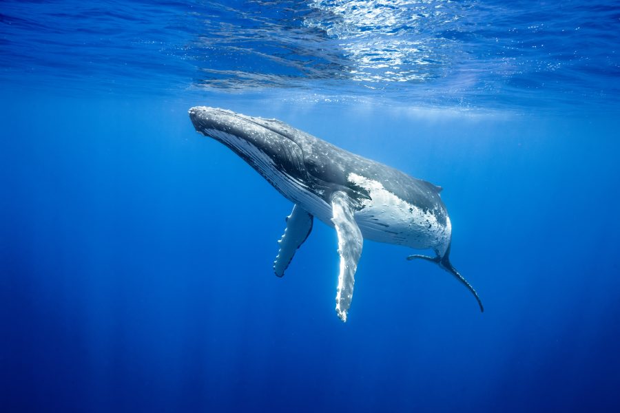 A Gentle Giant