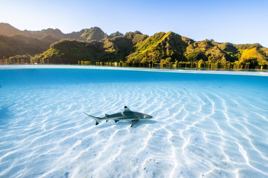 Shark bay